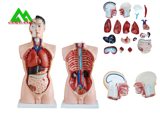 China Medical Dual Sex Human Torso Anatomy Model With Head Clear Structure supplier